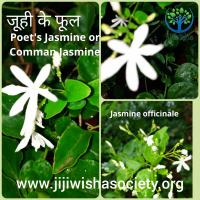 Flowers and fragrance and their basics
