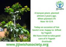 This banyan is planted and maintained by jijiwisha Society in Lucknow